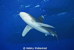 the longimanos shark by Helmy Mohamed 